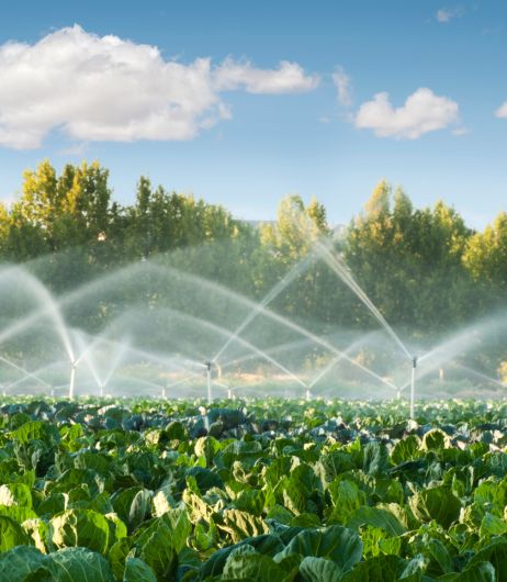Food Systems and Policy Advocacy